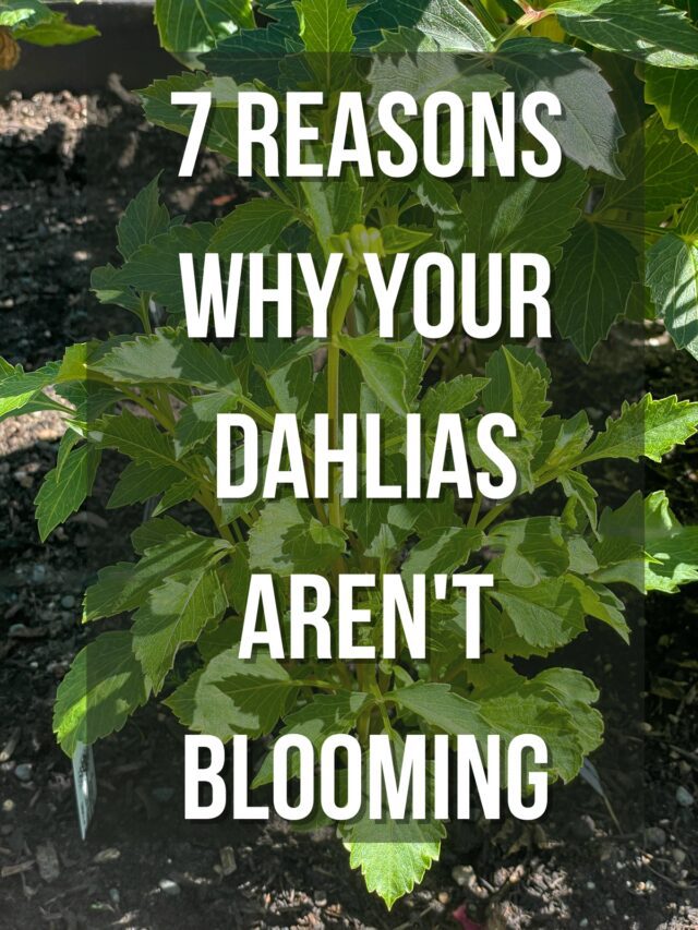 7 Reasons Why Your Dahlias Aren't Blooming