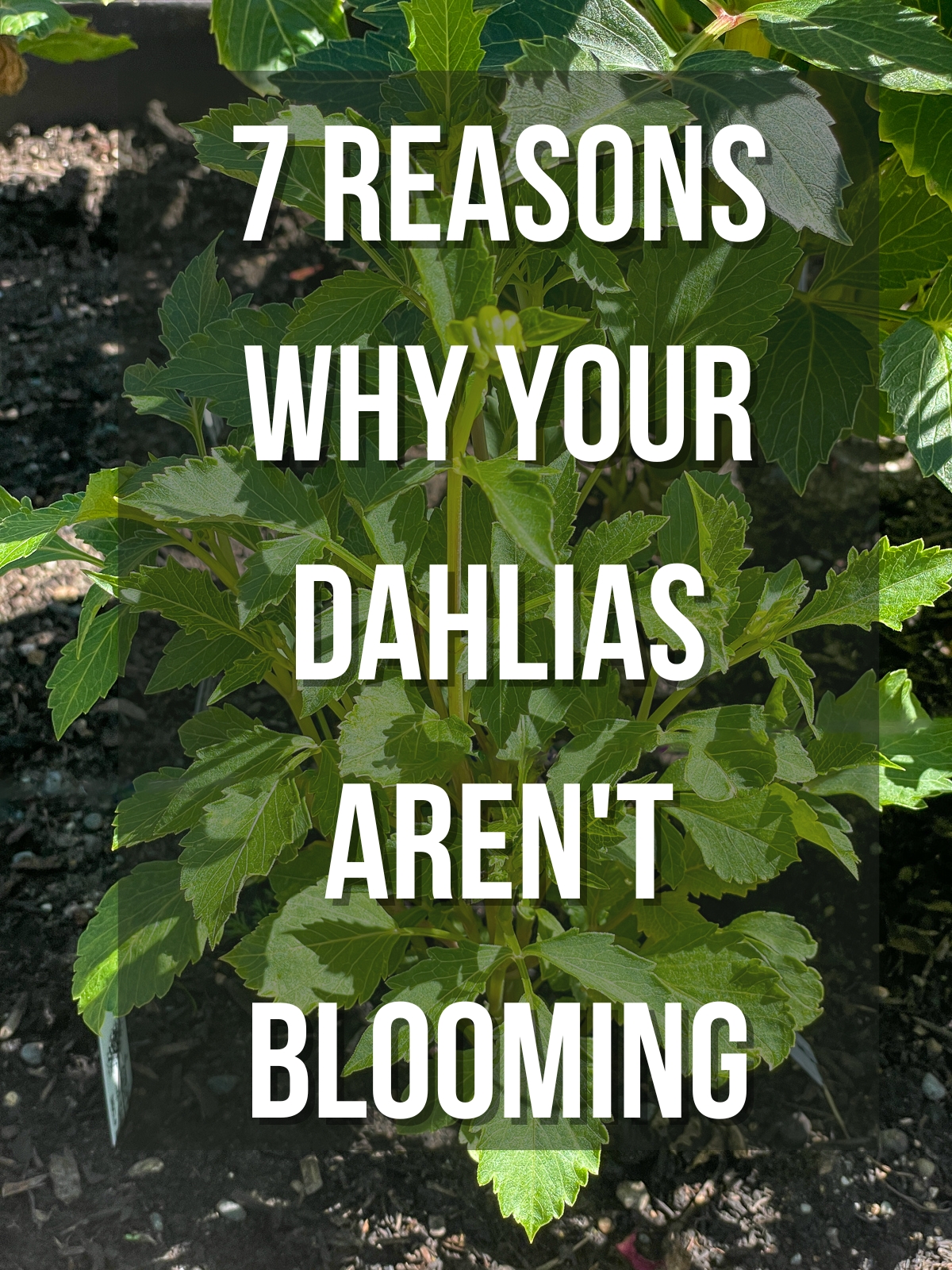 7 reasons why your dahlias aren't blooming text overlay