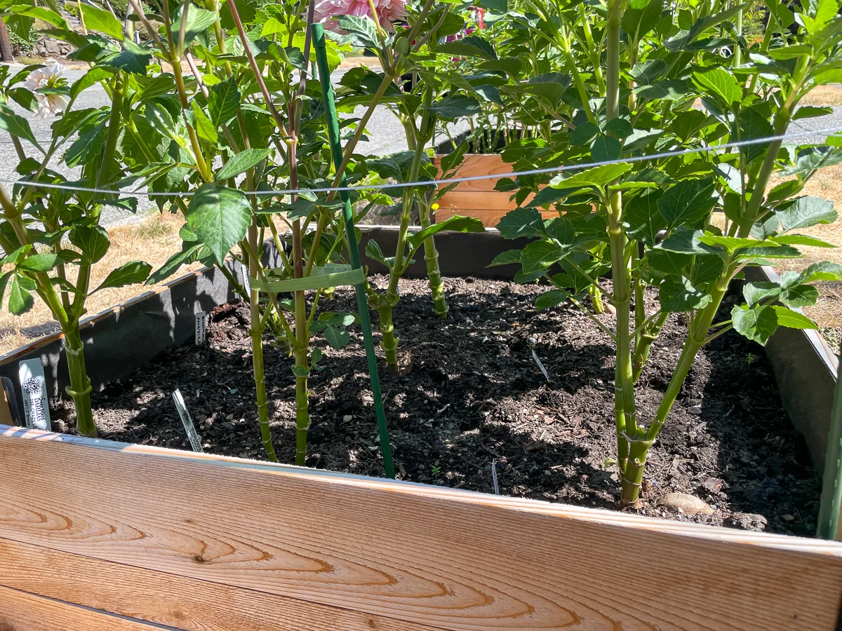 bottom 8 inches of dahlia plants with leaves stripped off to increase air flow