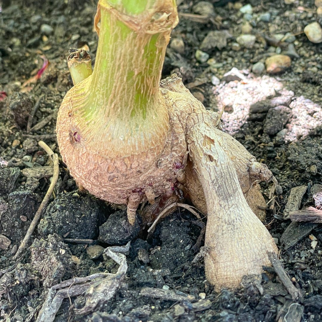 7 Reasons Why Your Dahlias Aren't Blooming