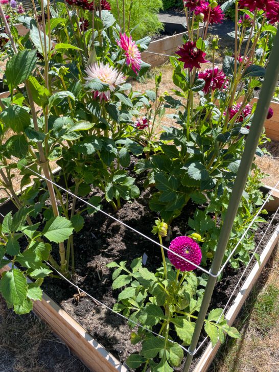 7 Reasons Why Your Dahlias Aren't Blooming