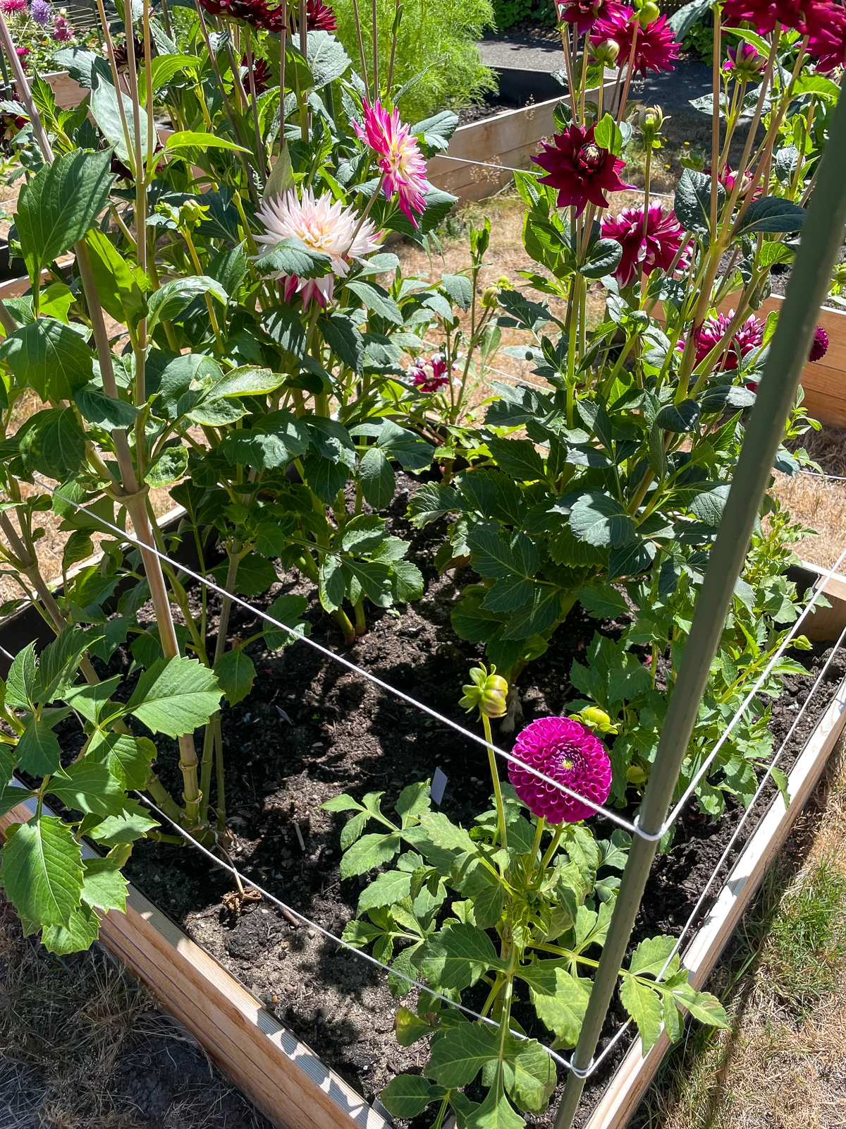 taller dahlias planted to the north of shorter dahlias so they all get enough sun