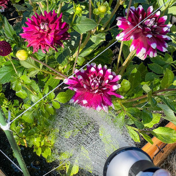 7 Reasons Why Your Dahlias Aren't Blooming
