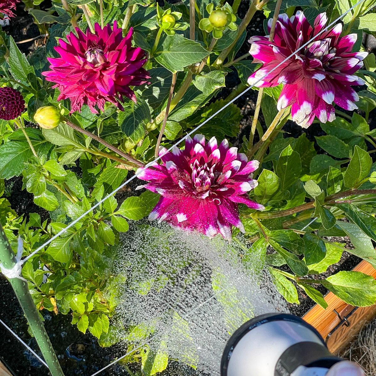 watering dahlias with a hose