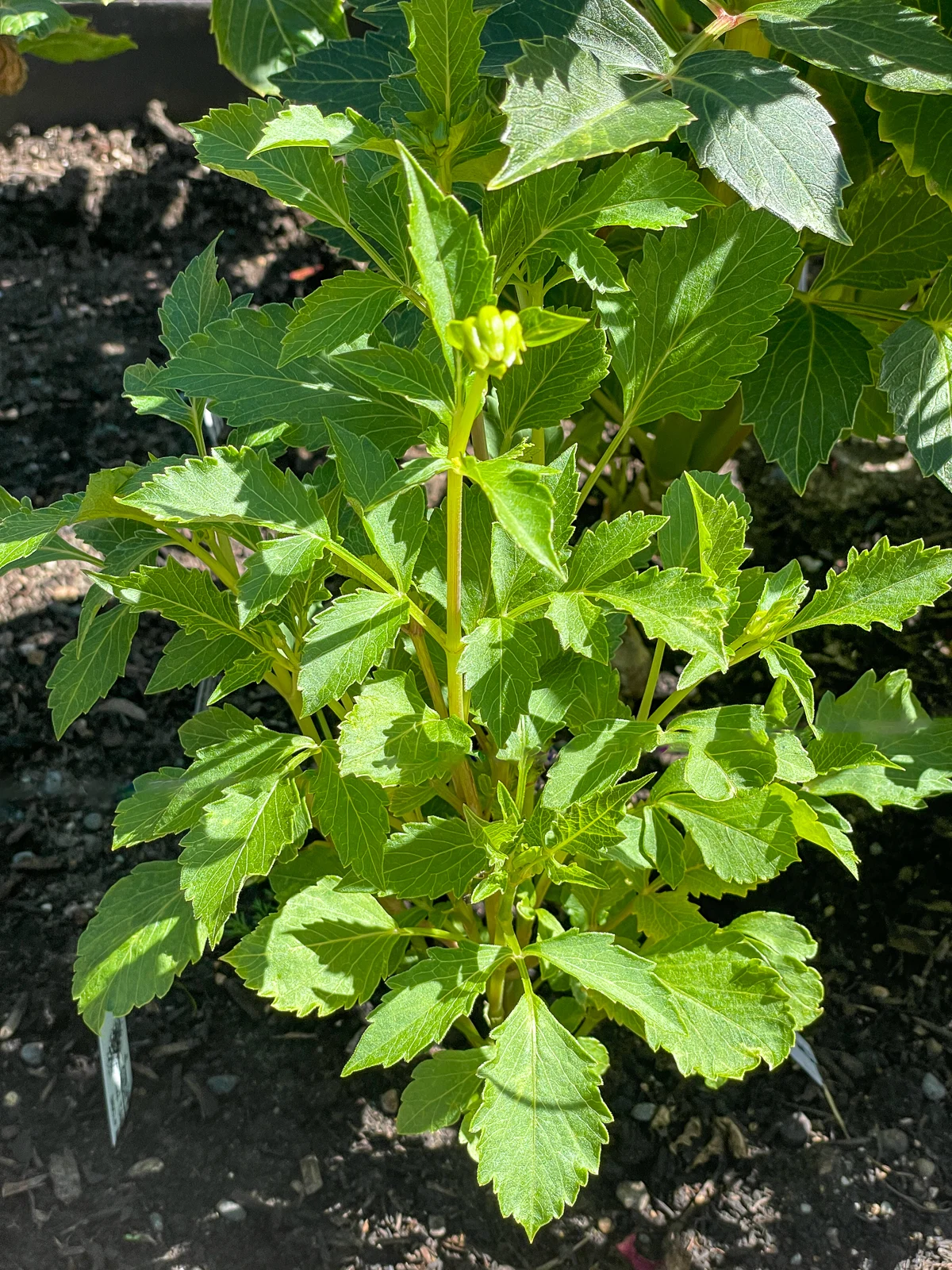 dahlias not blooming in mid-august