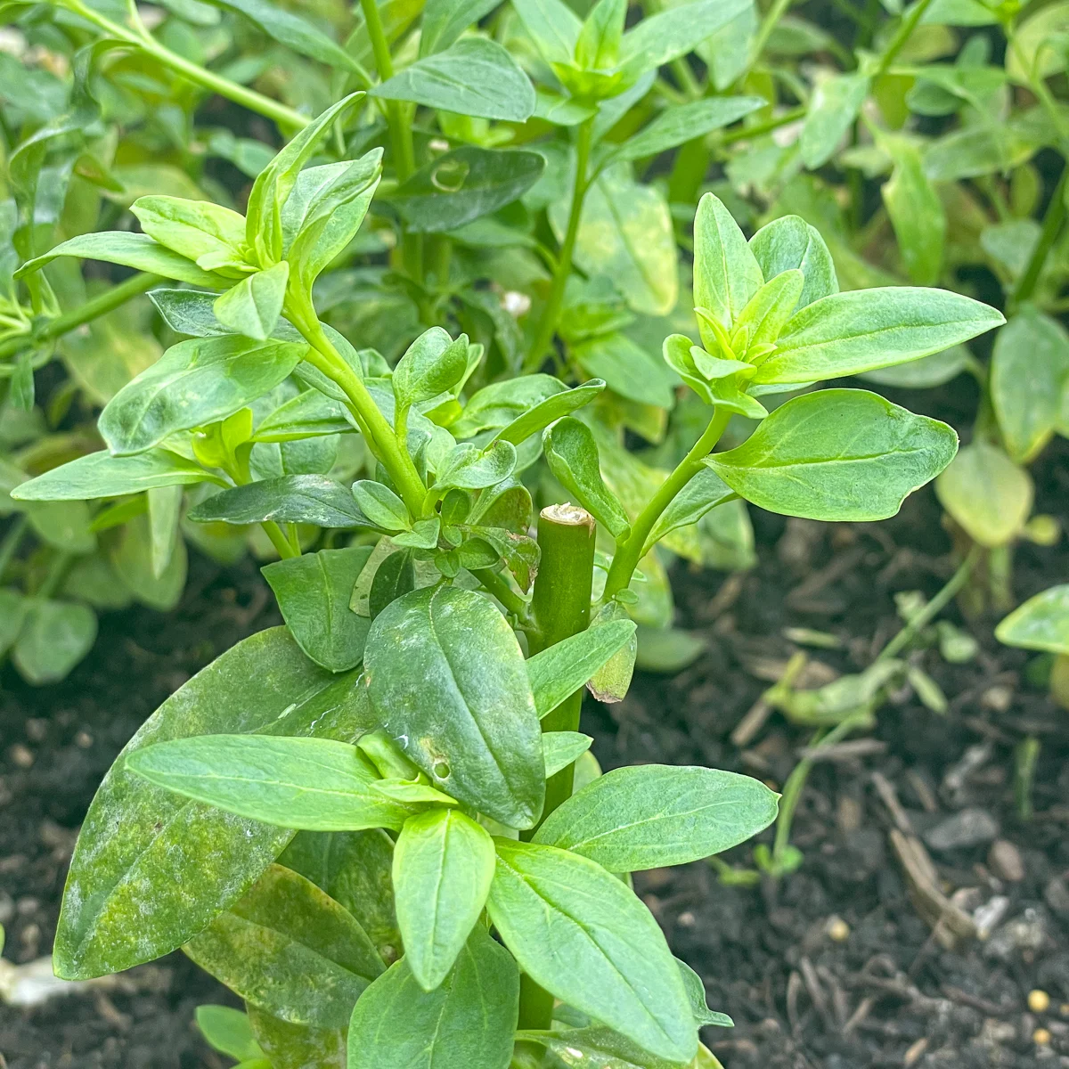 two new stems growing from deadheaded snapdragon stem