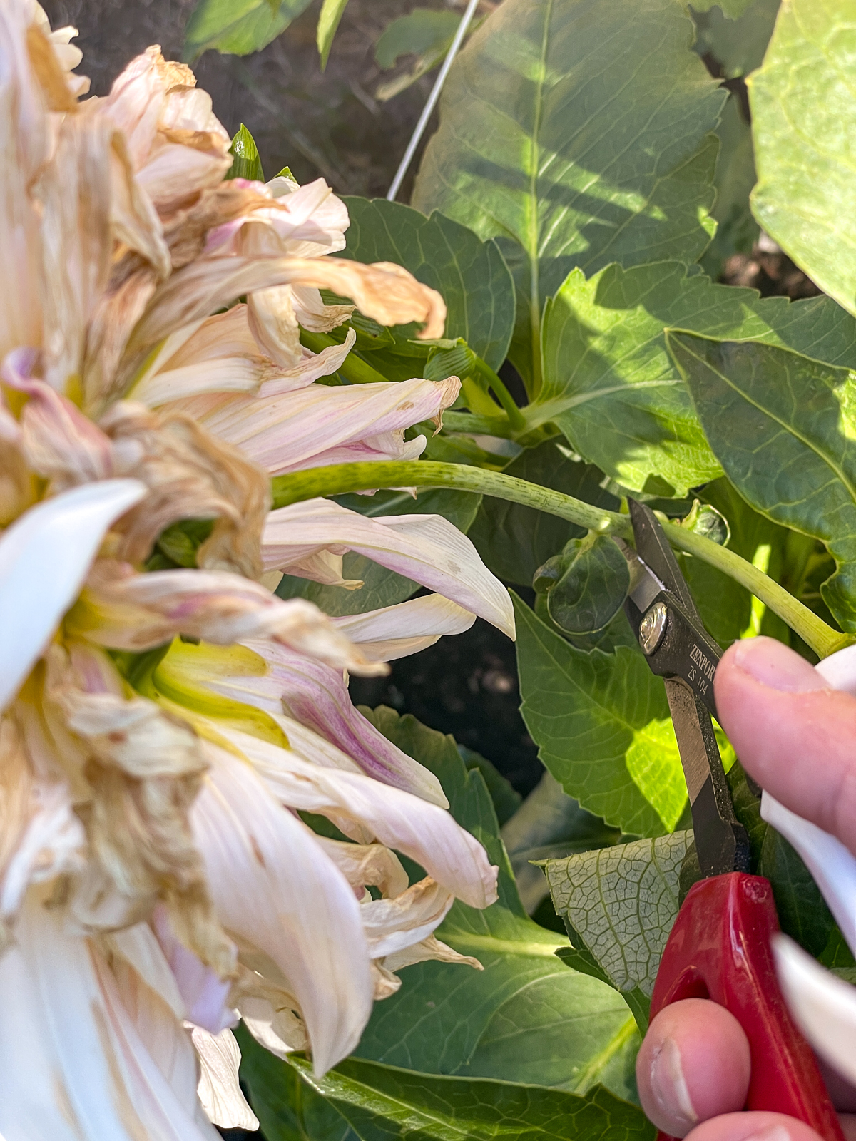 deadheading a pink dahlia at the base of the stem