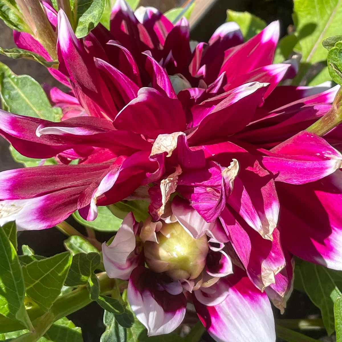 old dahlia flower crowding out new bloom