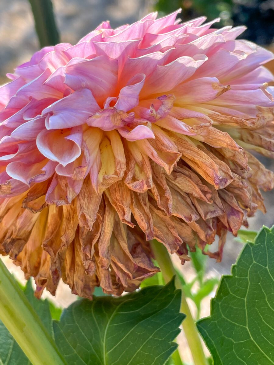 How to Deadhead Dahlias for More Blooms
