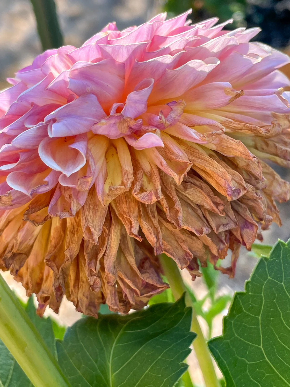 pink dahlia flower with brown petals underneath