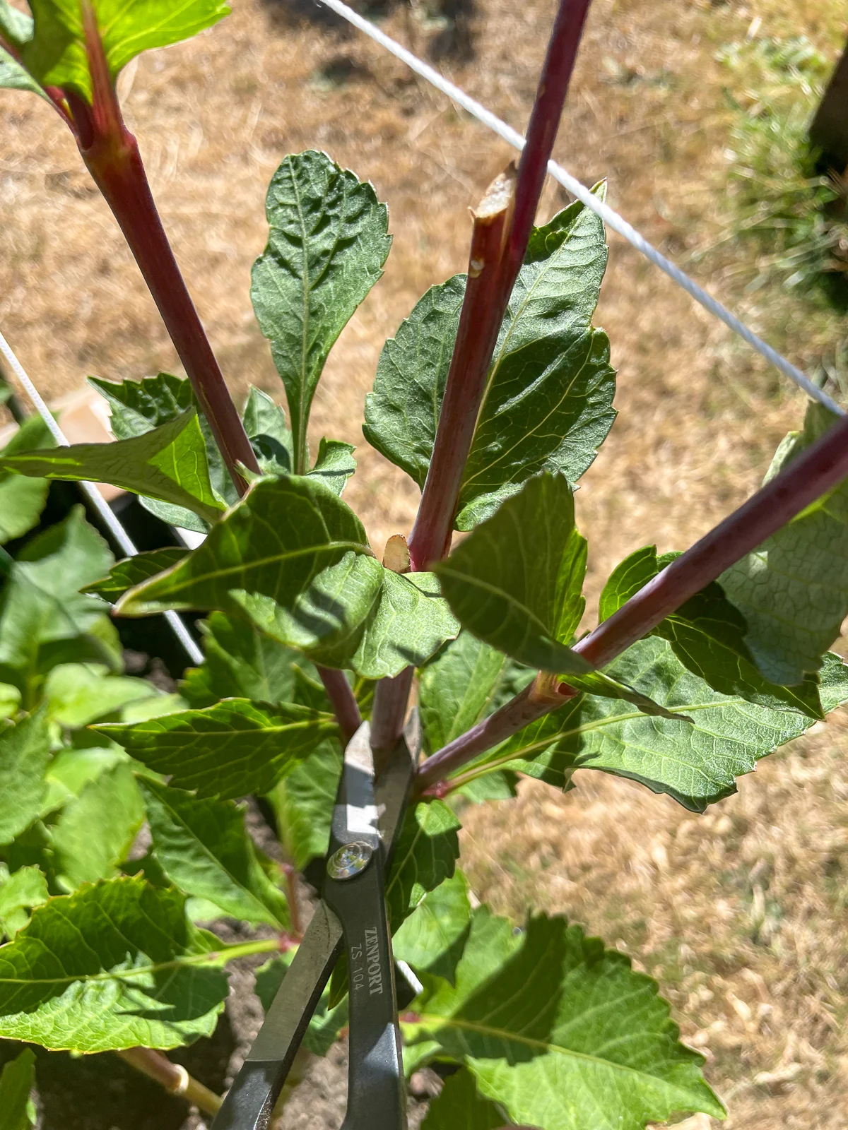 cutting back a stem that has already been deadheaded once further down on the plant