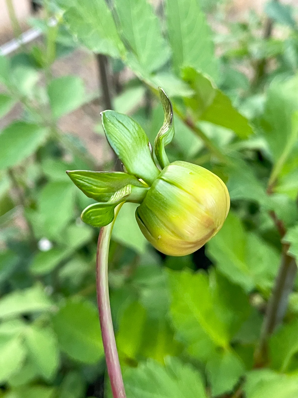 new dahlia bud