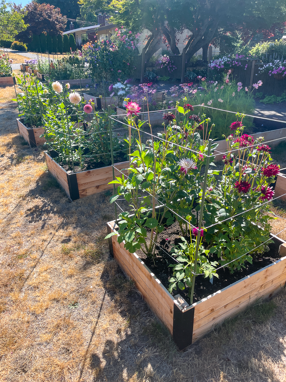 raised garden beds with multiple dahlias growing in each one