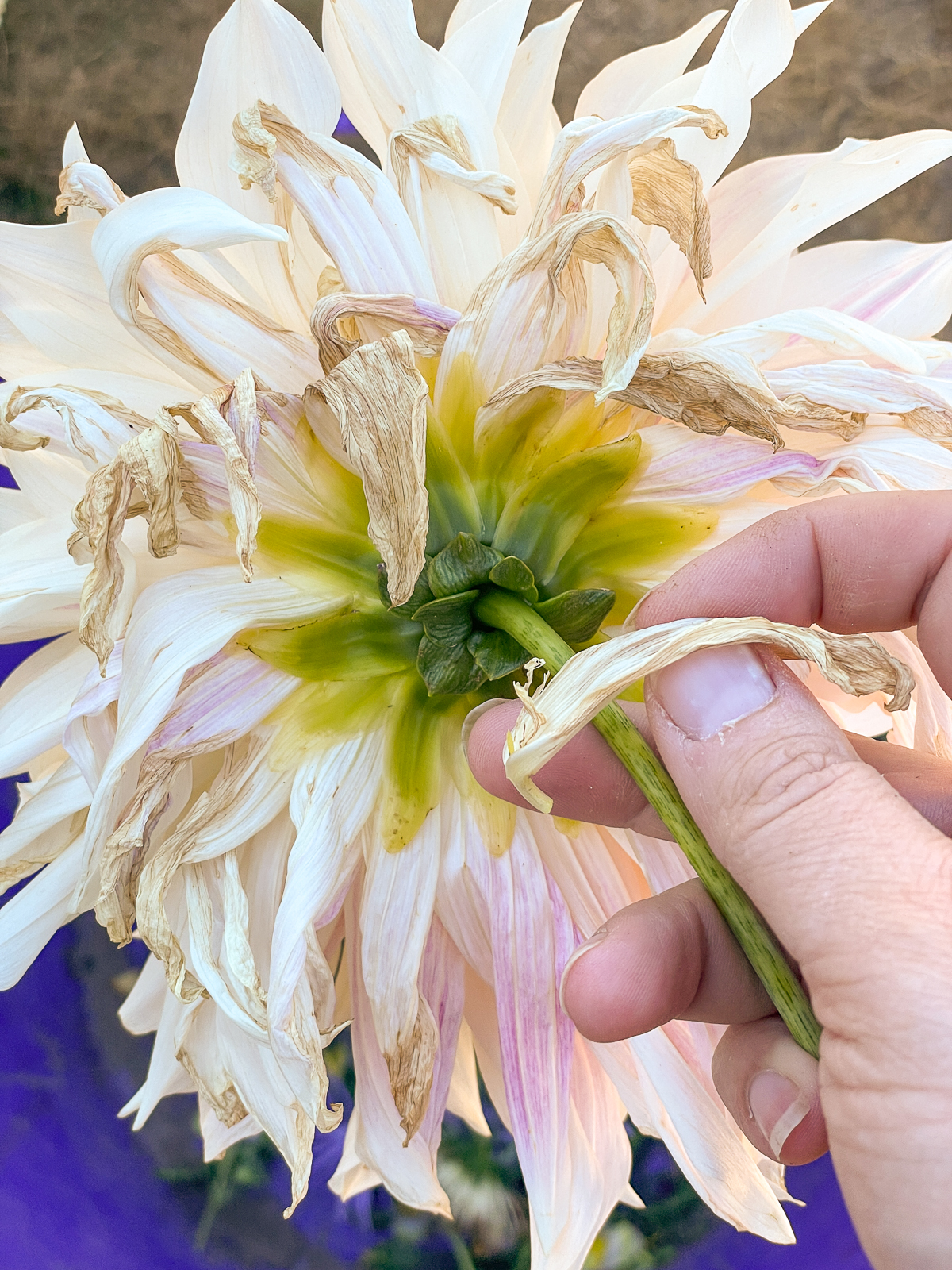 removing brown petals from dahlia before putting the stem in a vase