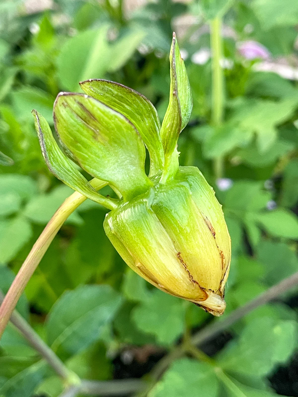 dahlia seed pod after petals have dropped off