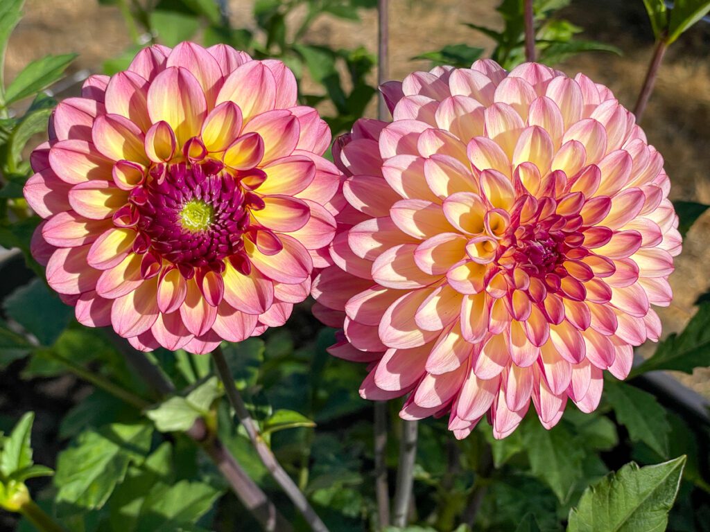 How to Deadhead Dahlias for More Blooms