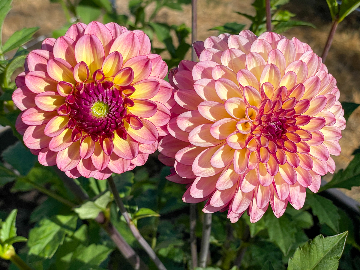 two pink and yellow dahlia flowers