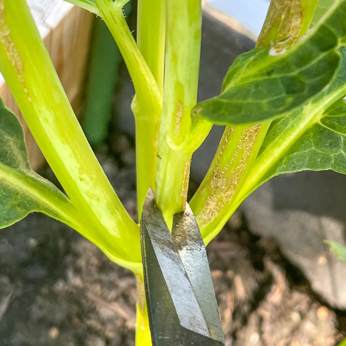 deadheading dahlia flower by cutting at the base of the stem