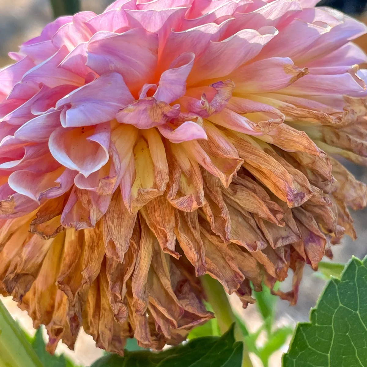 deadheading dahlias