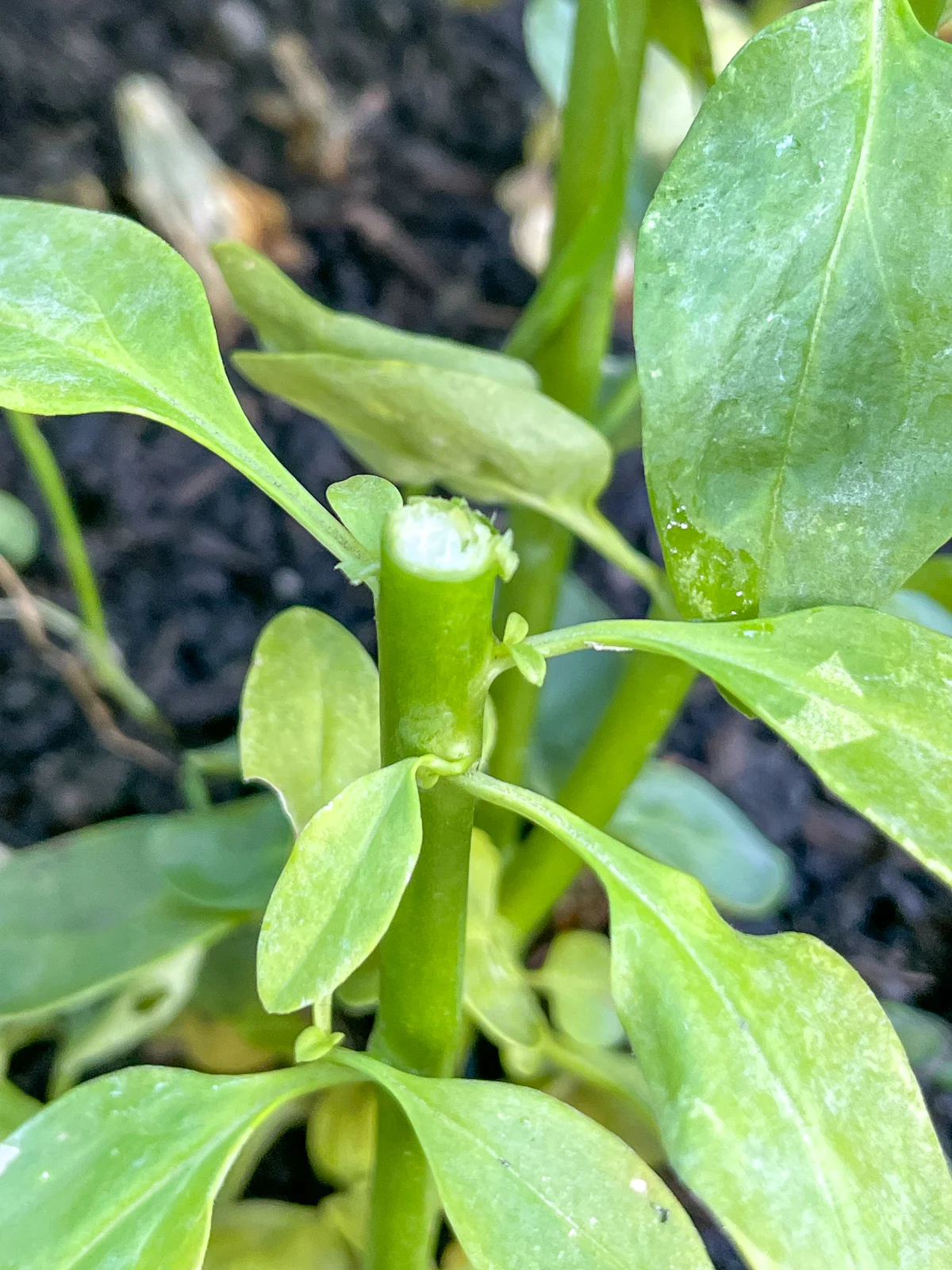 new stems forming on snapdragon after deadheading