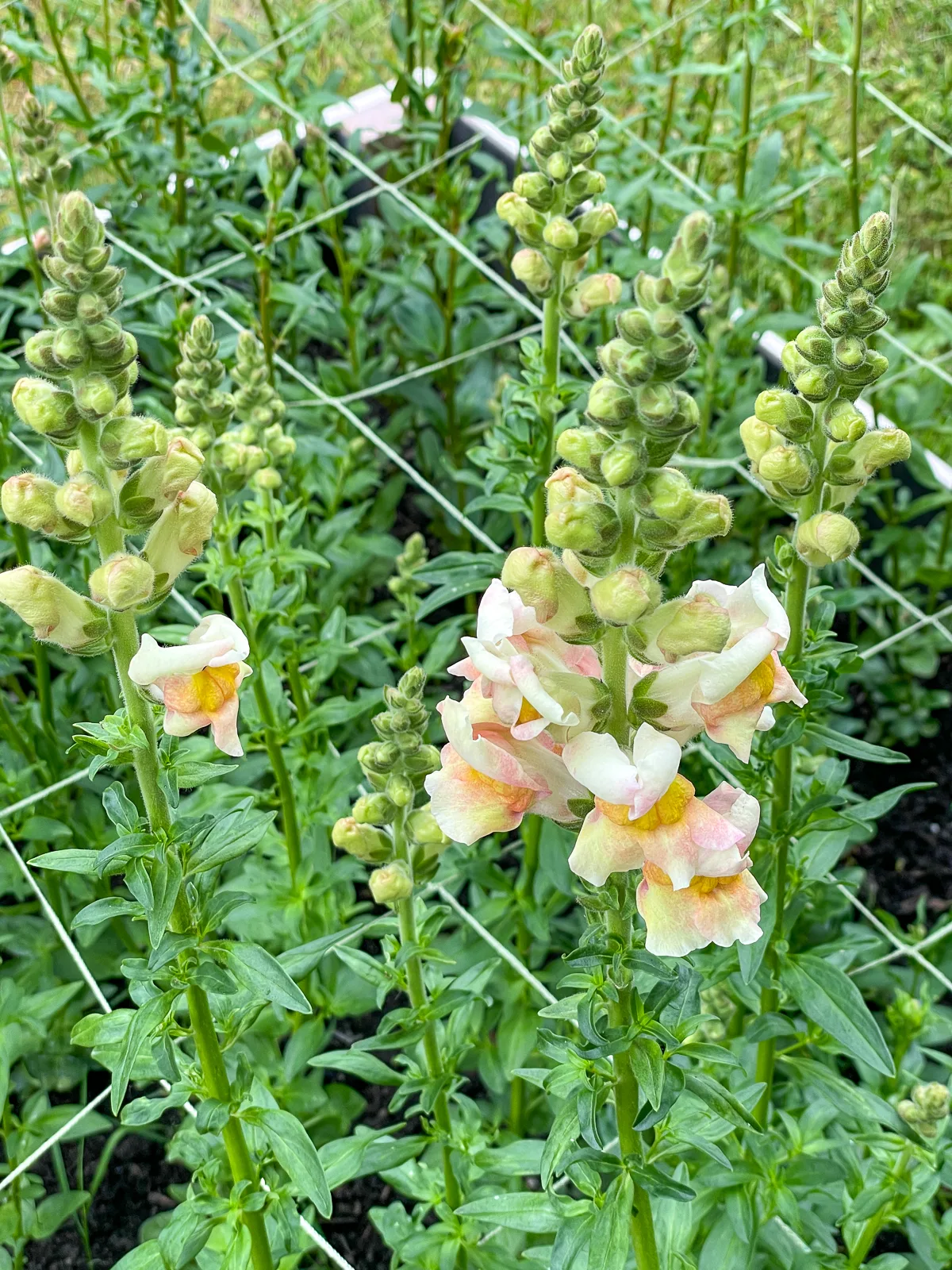 snapdragon at the correct stage for picking for maximum vase life