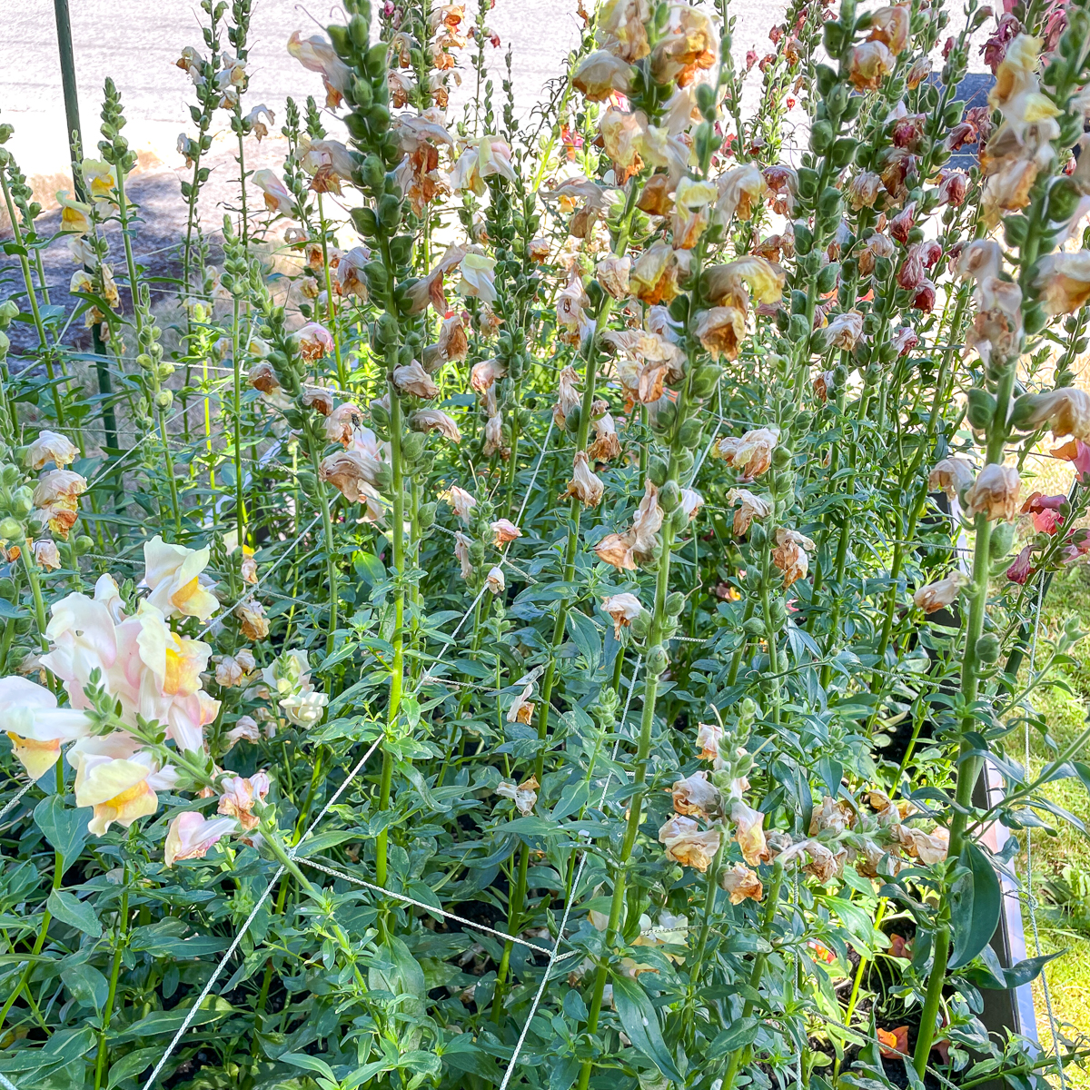 raised bed full of snapdragons that need deadheading