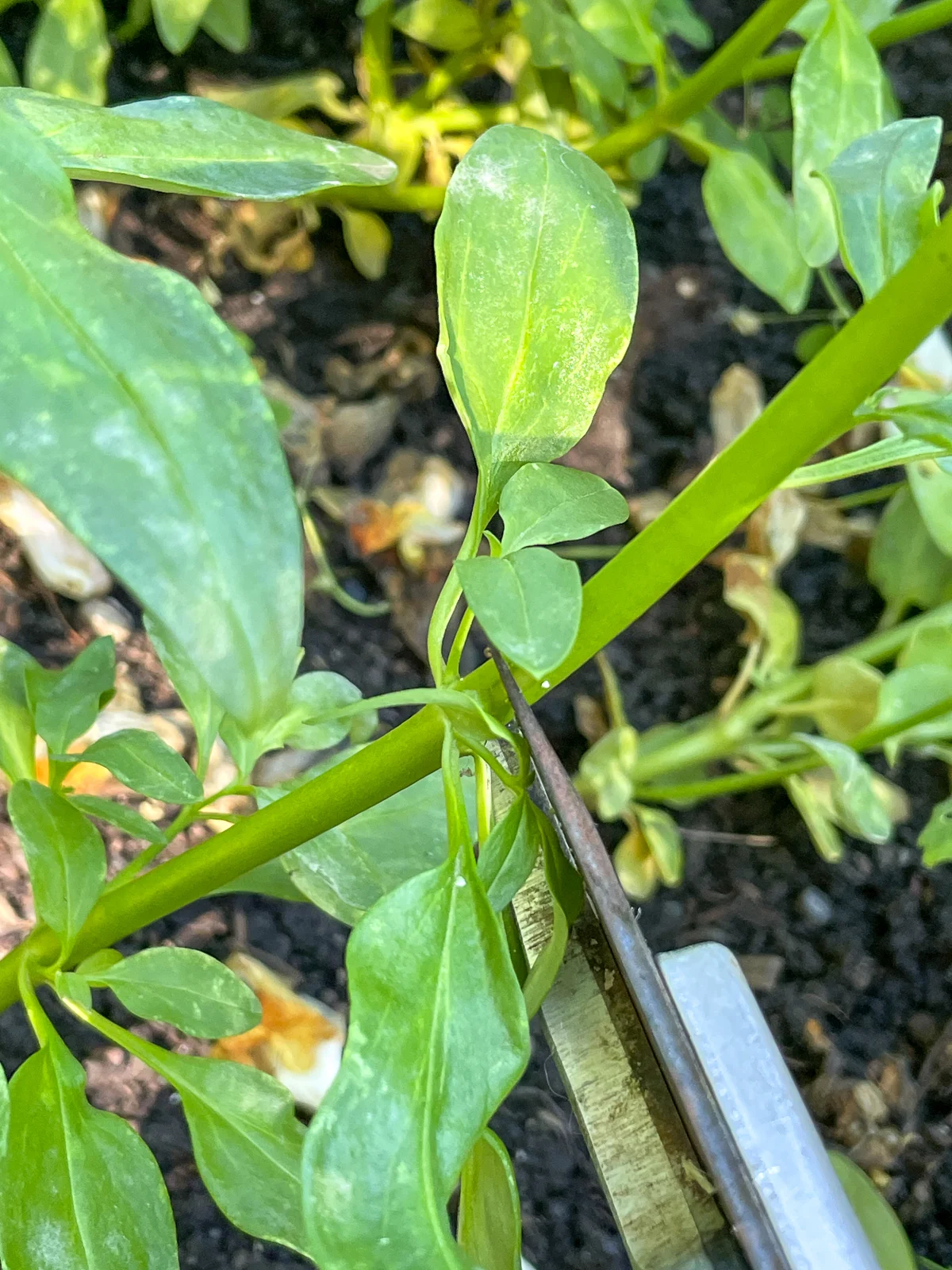 deadheading a snapdragon just above a leaf node