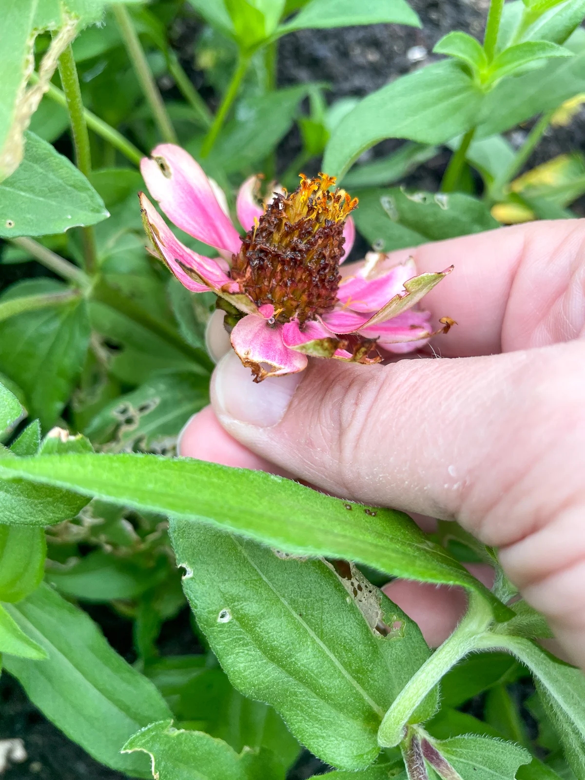 deadheading zinnia