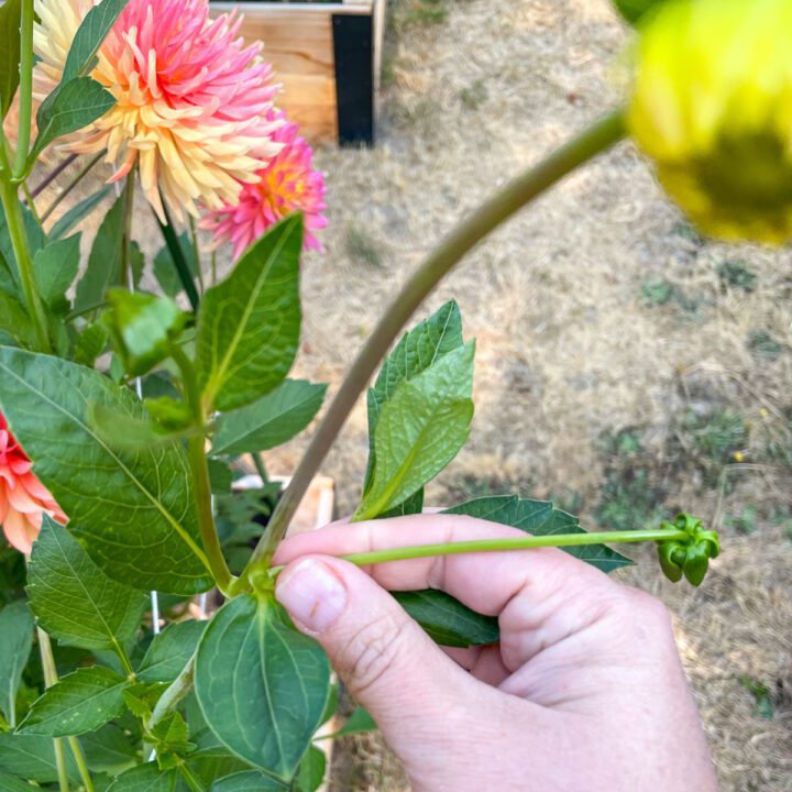 How to Grow Dahlias from Seed