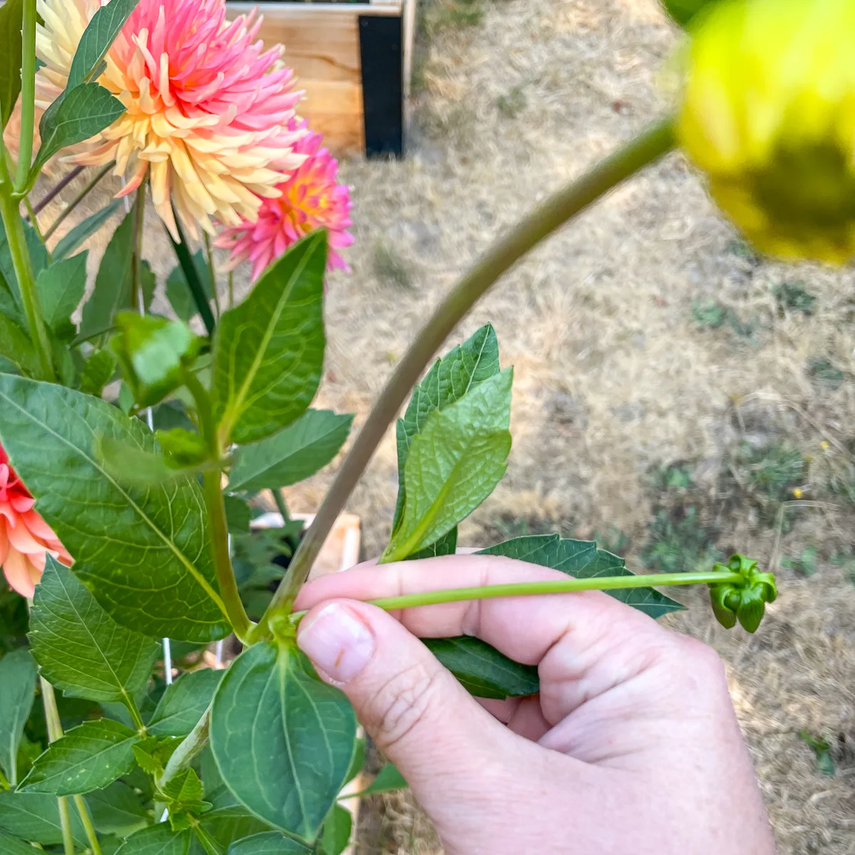 disbudding a dahlia