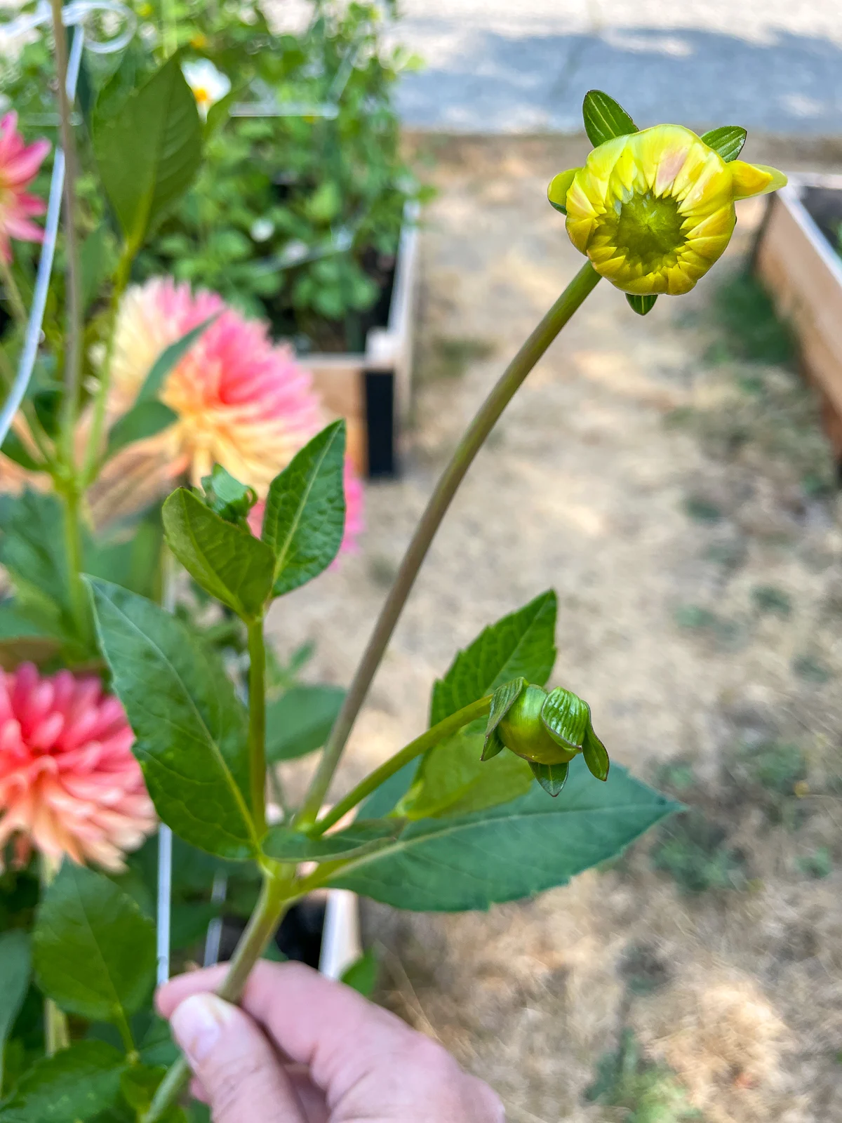 dahlia with one main flower and two side buds to be disbudded