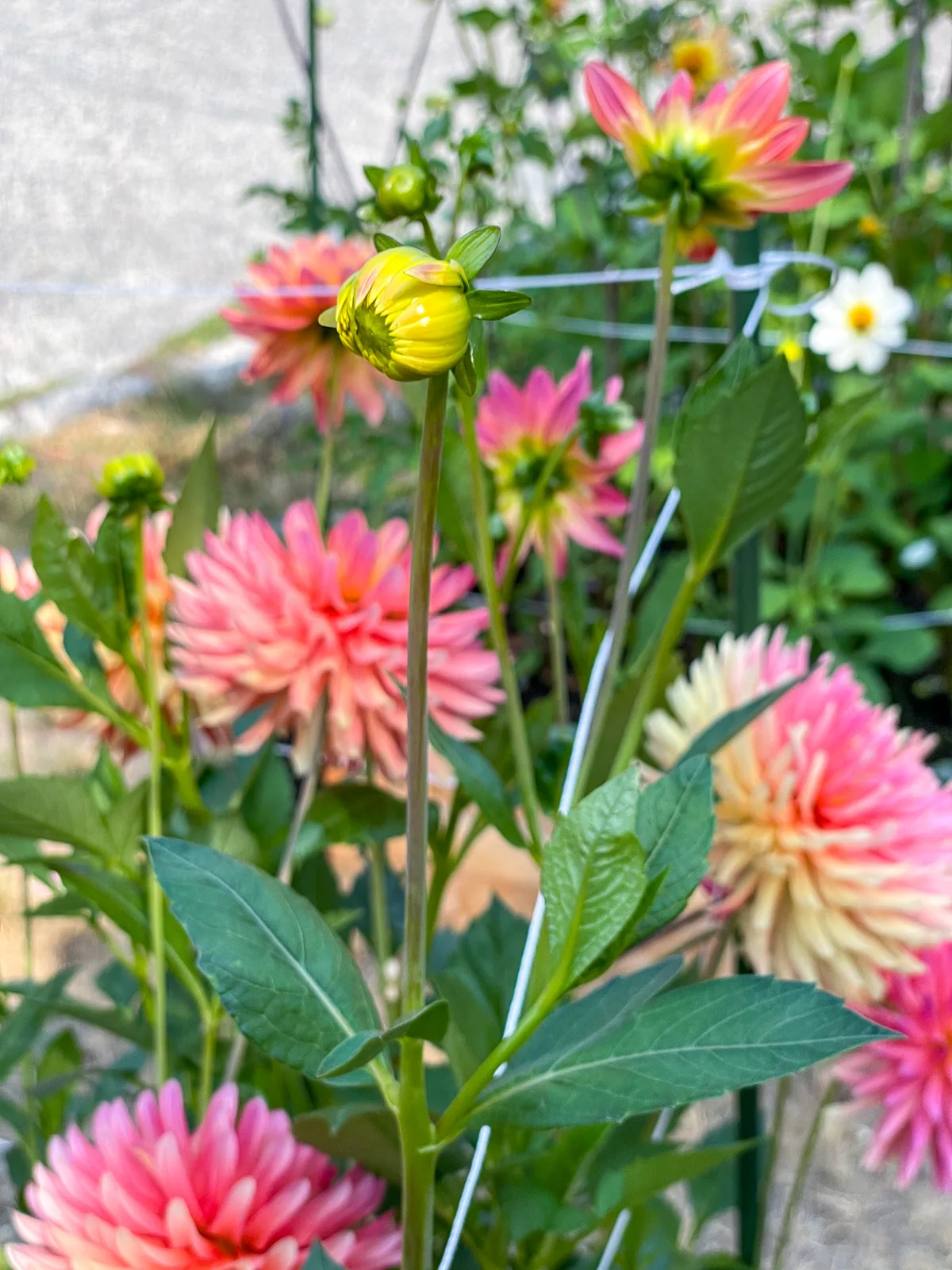 Star Elite dahlia after disbudding