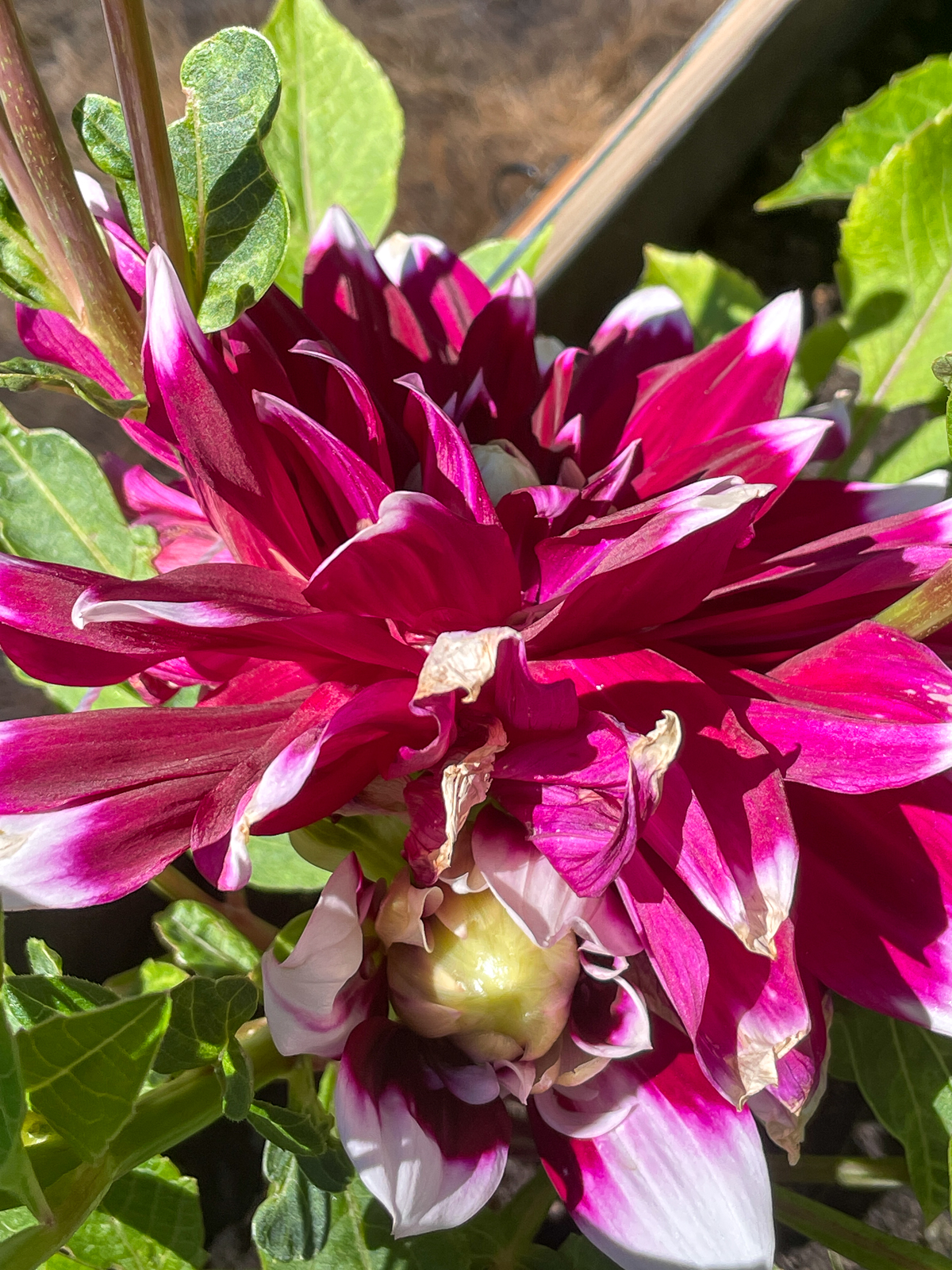 two Mystery Day dahlia flowers blooming too close together on the same stem because it wasn't disbudded
