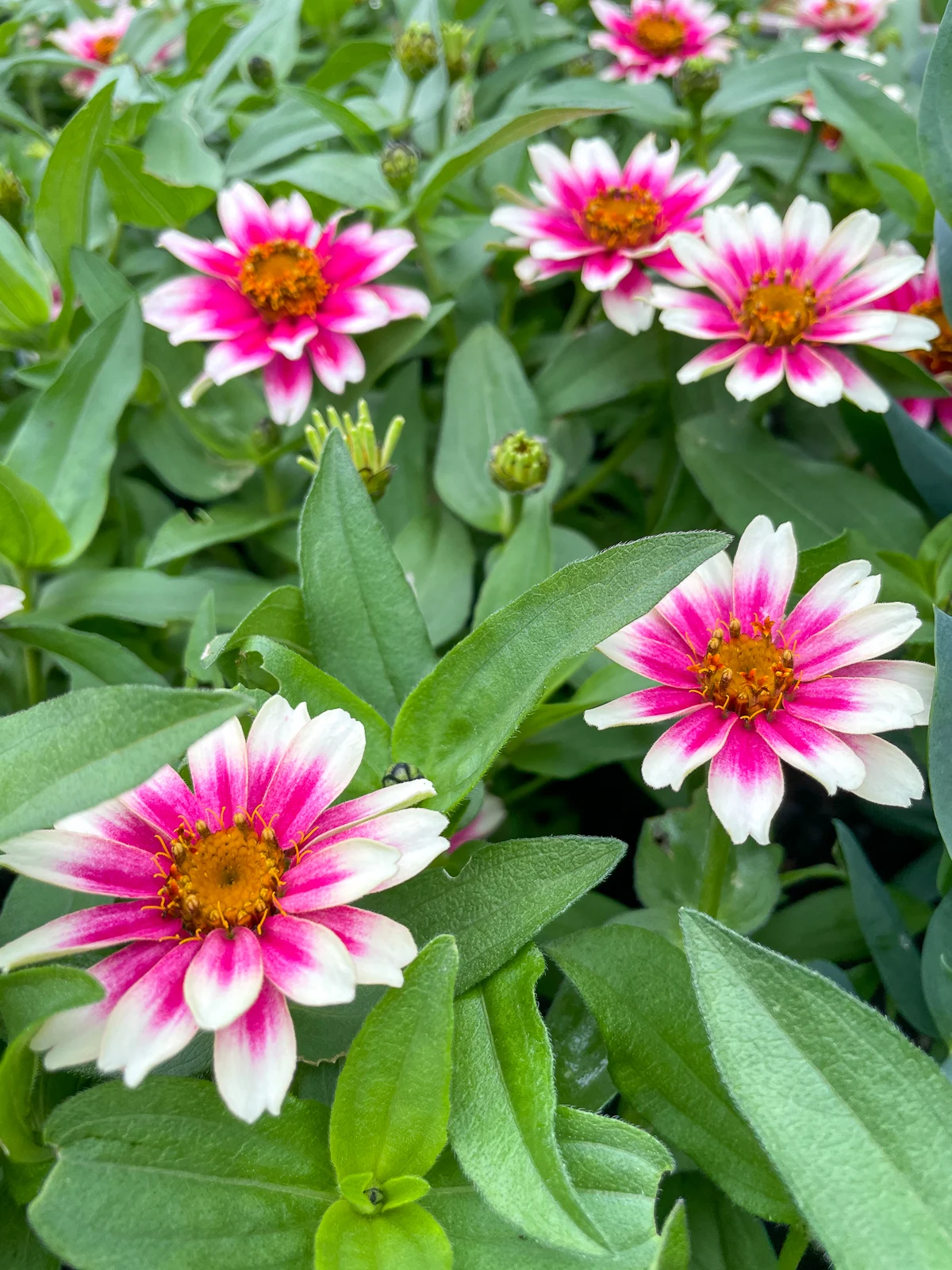 Cherry Profusion Bicolor zinnias