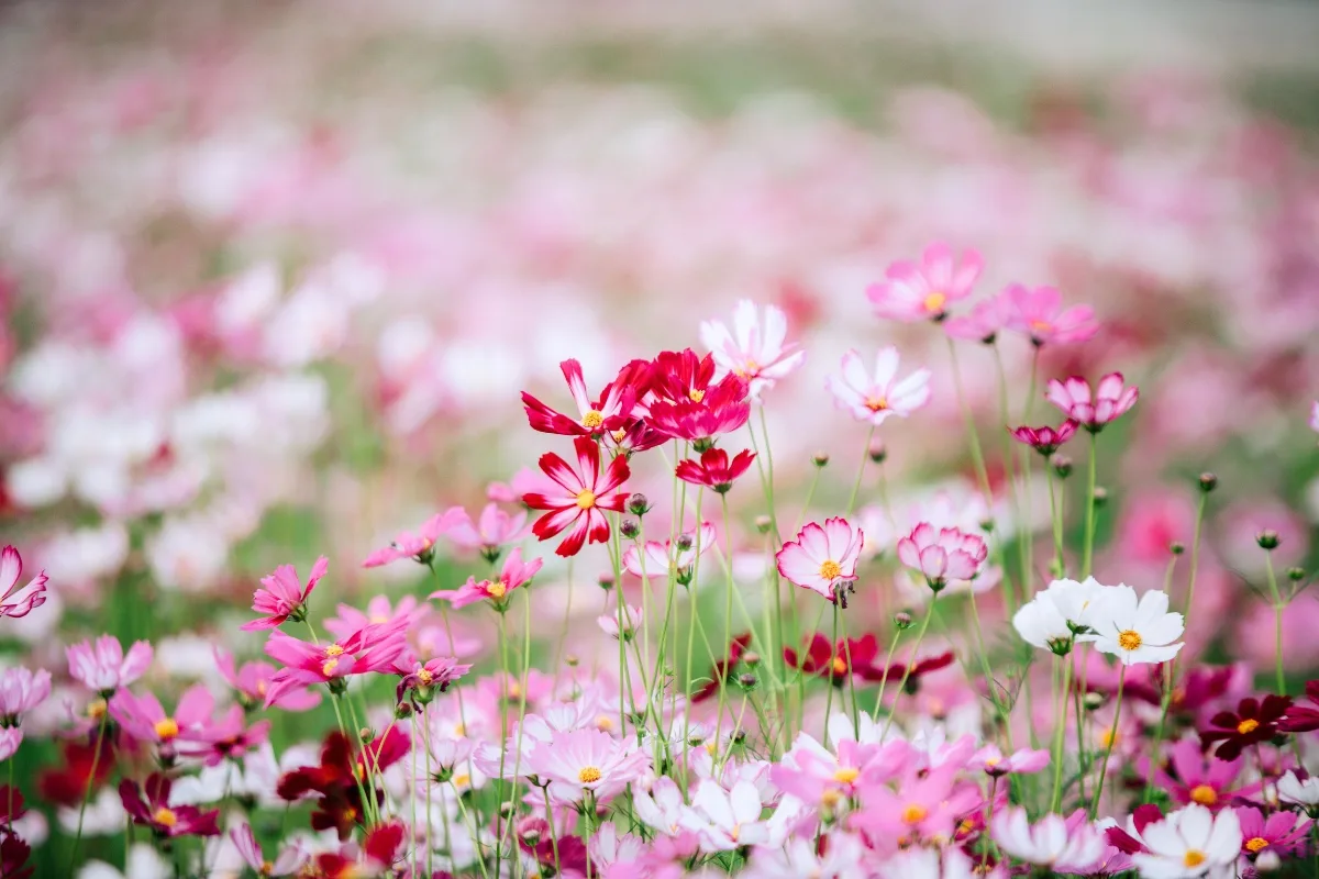 field of cosmos flowers