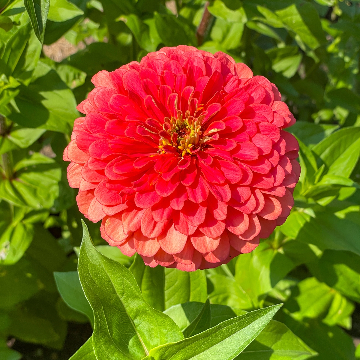 how to grow zinnias from seed