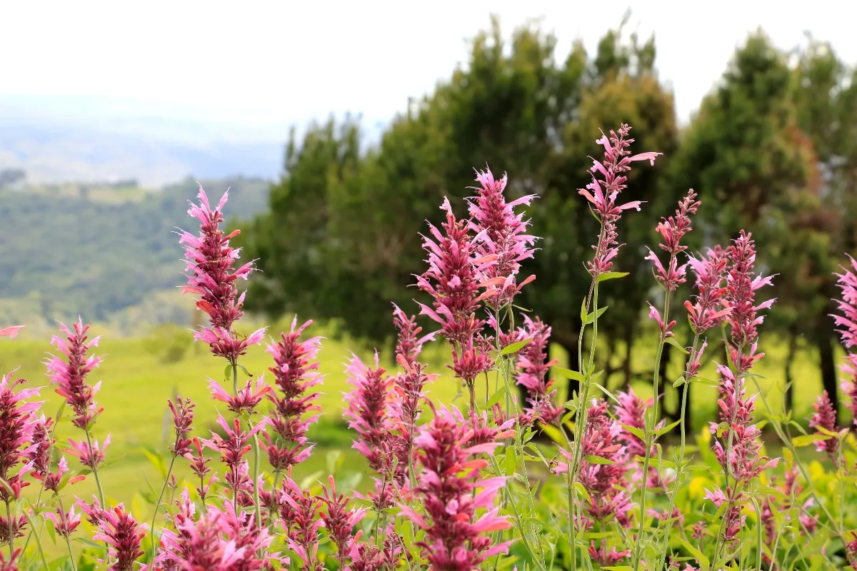 pink agastache growing in field in full sun