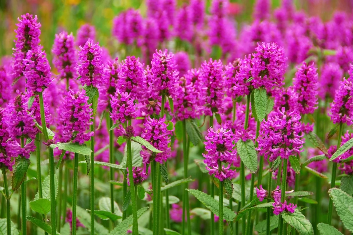 pink agastache