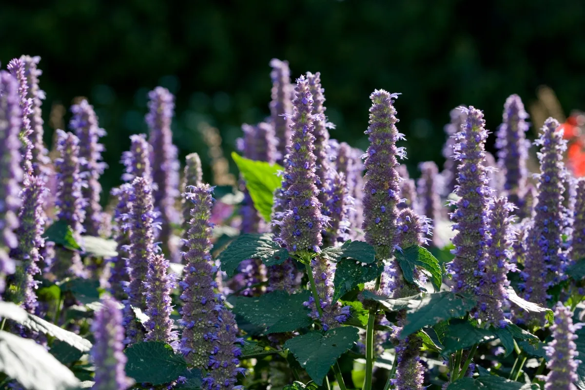 purple agastache blooming