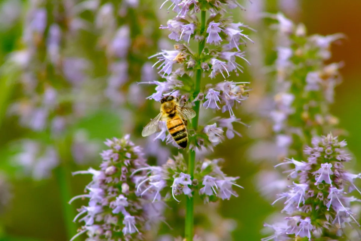 bee on purple agastache blooms