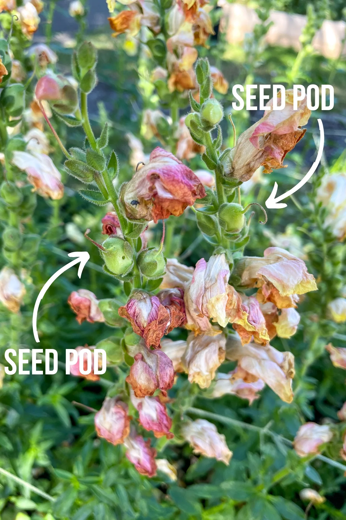 spent snapdragon stalk with arrows pointing to seed pods