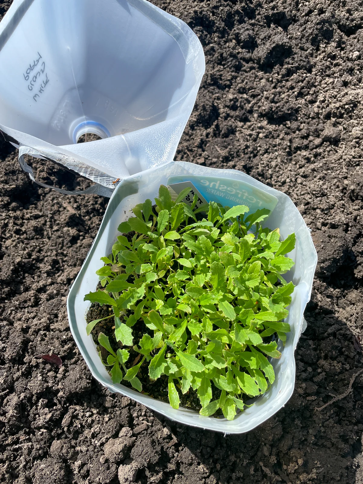 winter sown poppy seedlings in milk jug