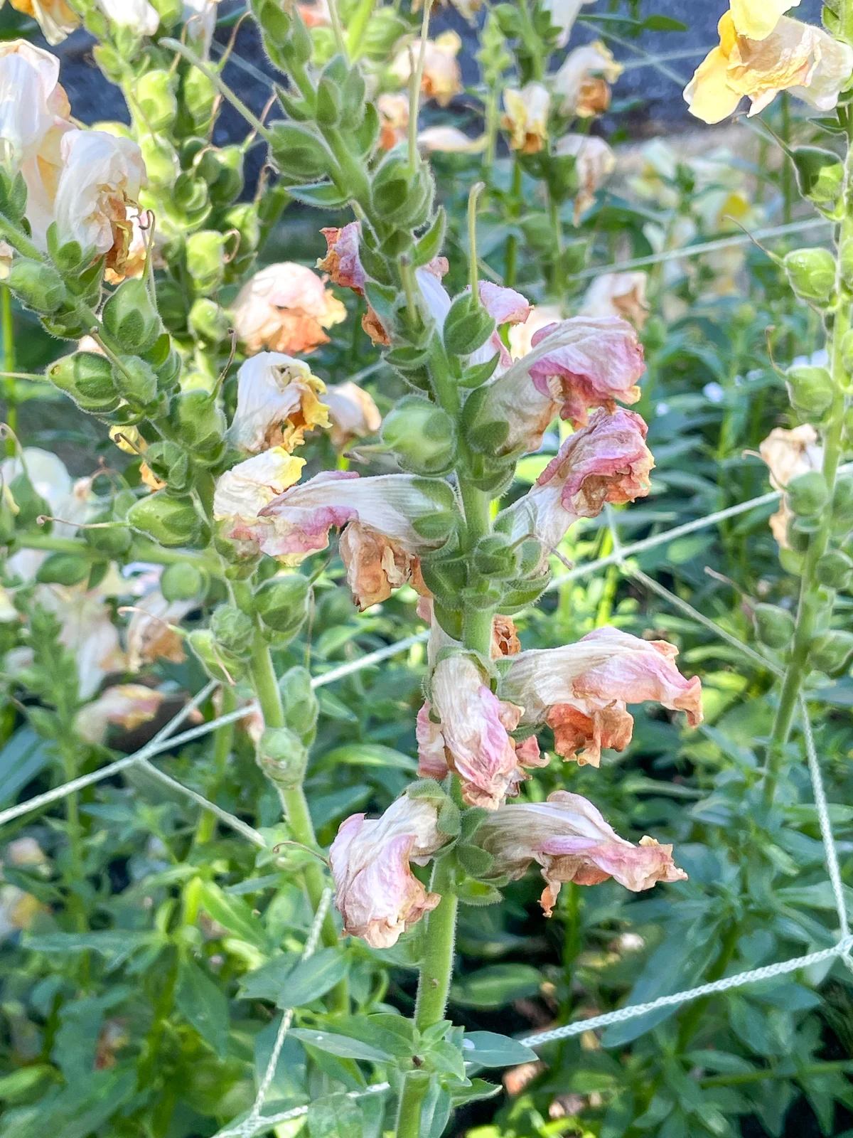 when to deadhead snapdragons