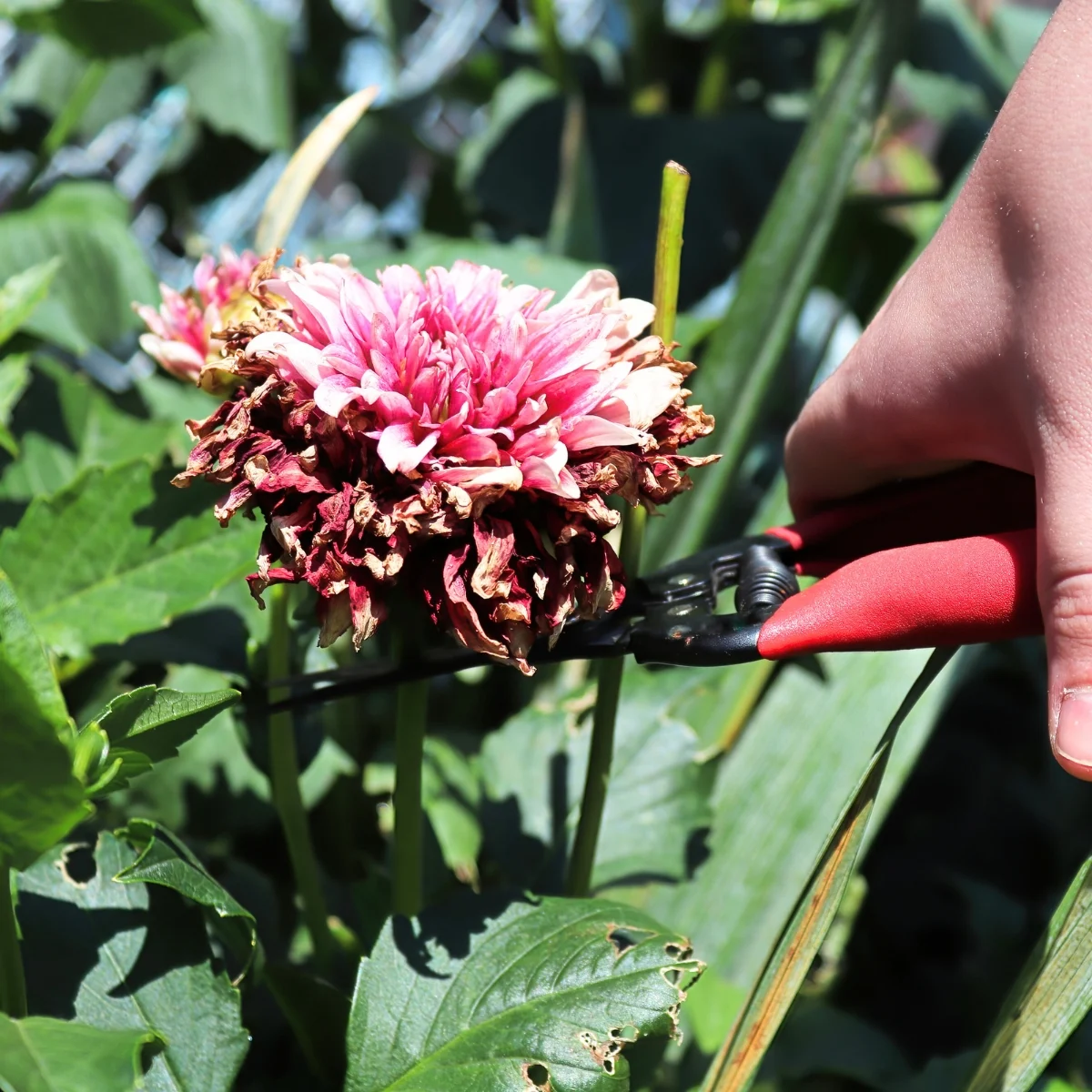 wrong way to deadhead a dahlia