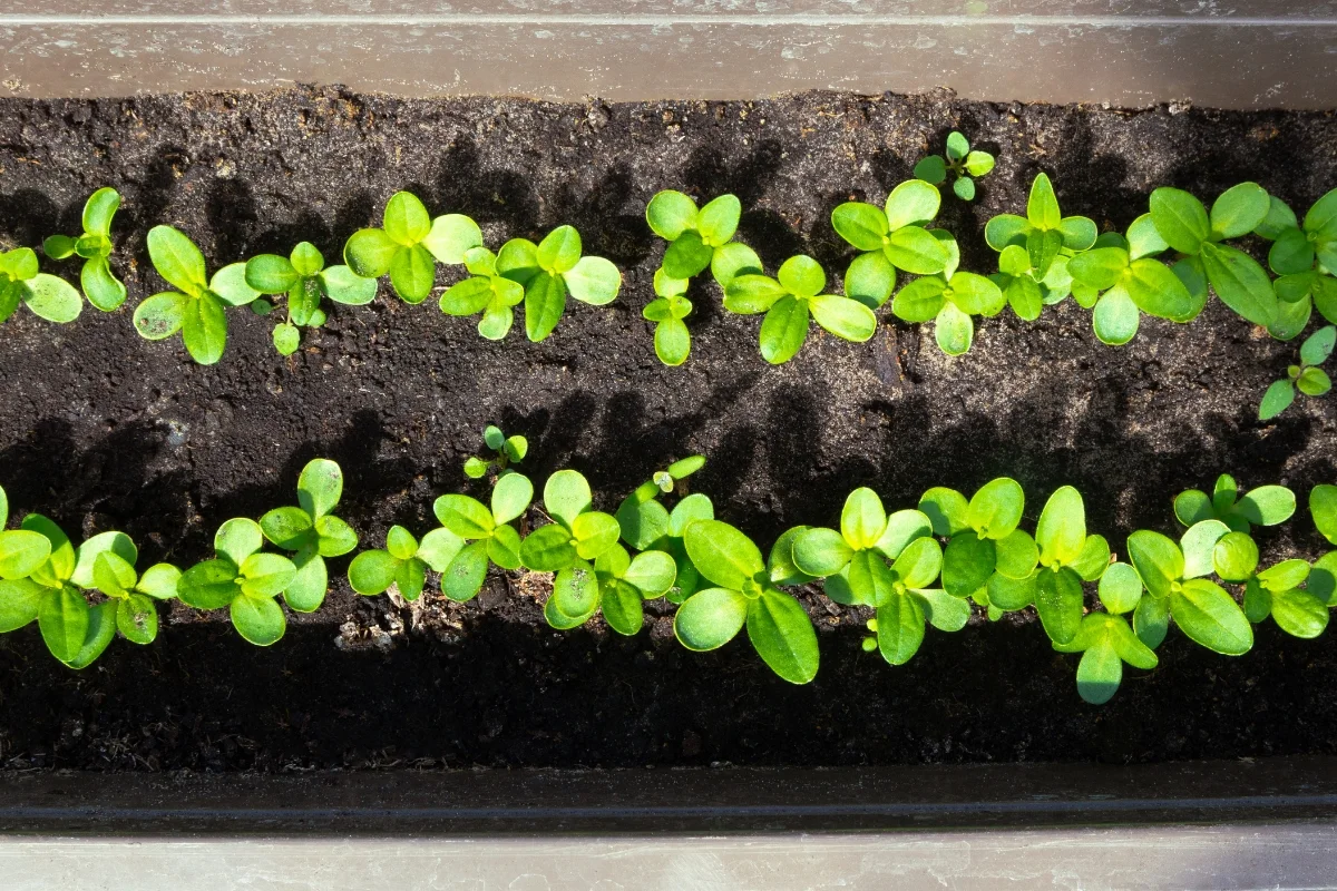 zinnia seedlings growing outdoors