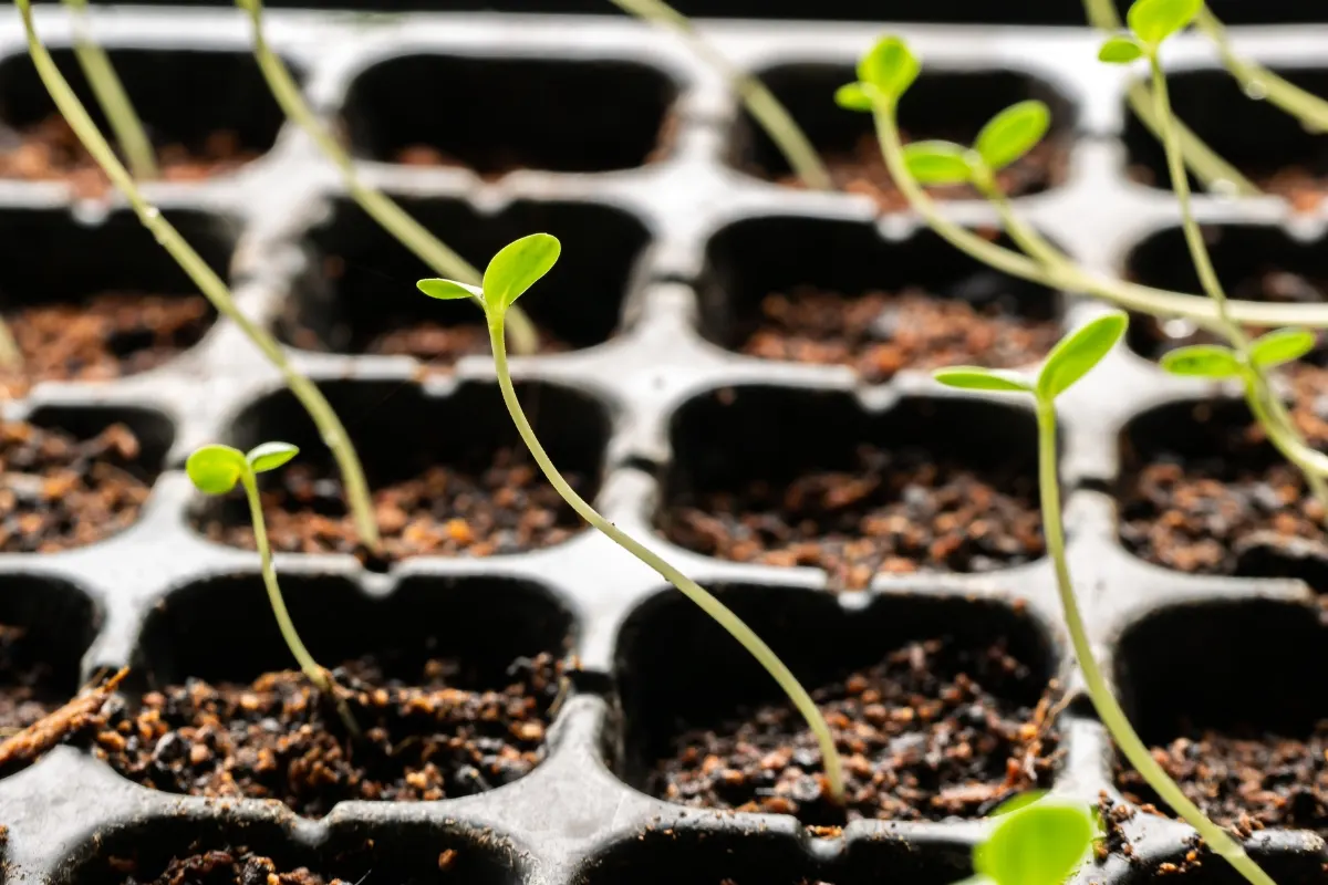 zinnia seedlings in tray