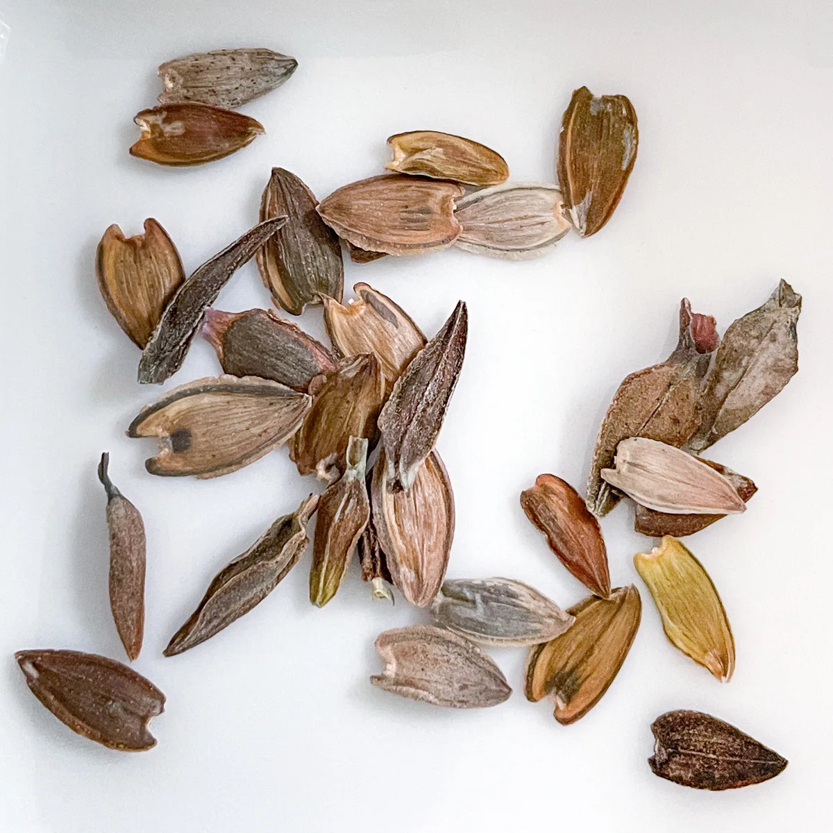 zinnia seeds on white background