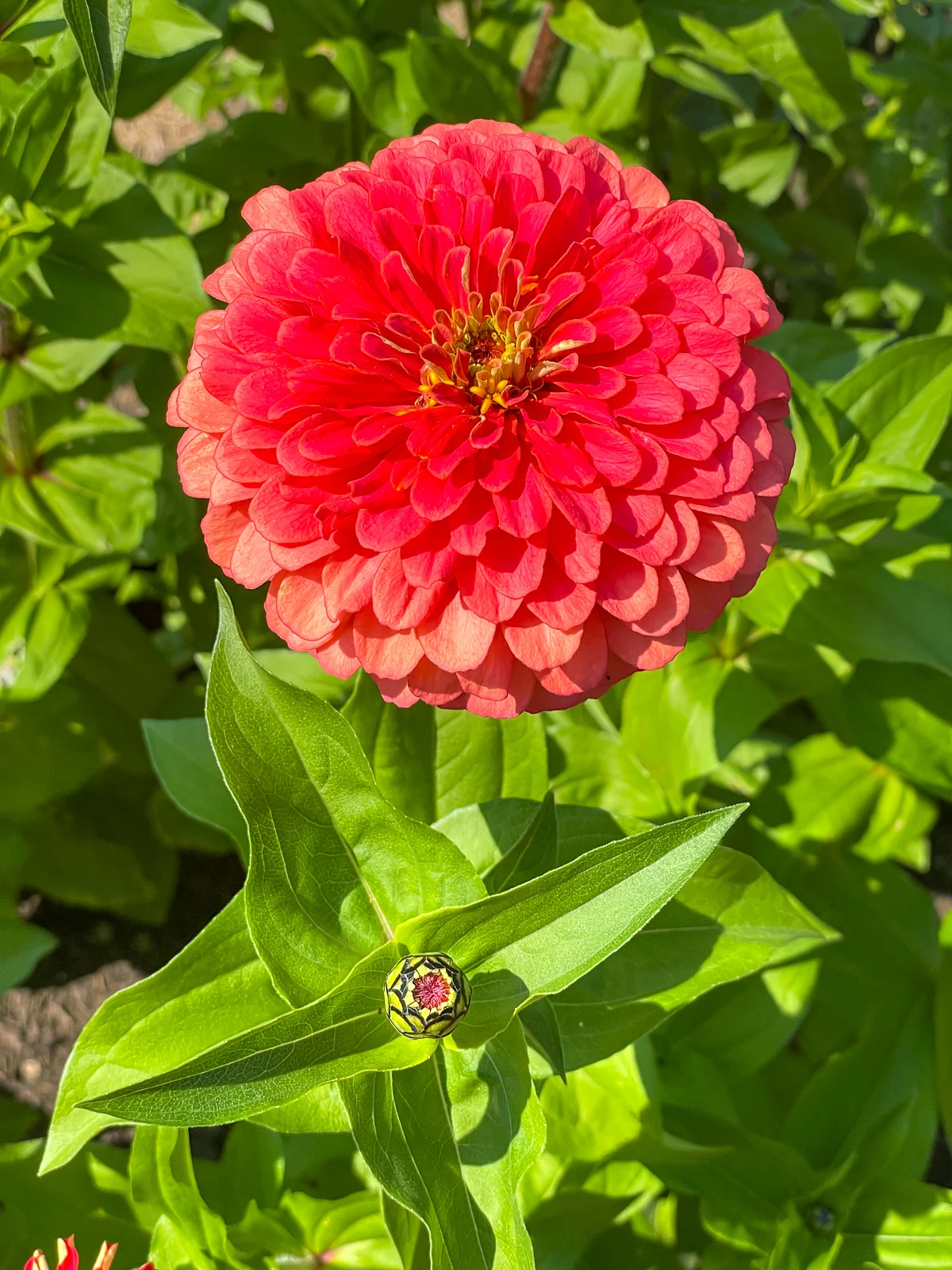 zinnia with flower bud on side shoot