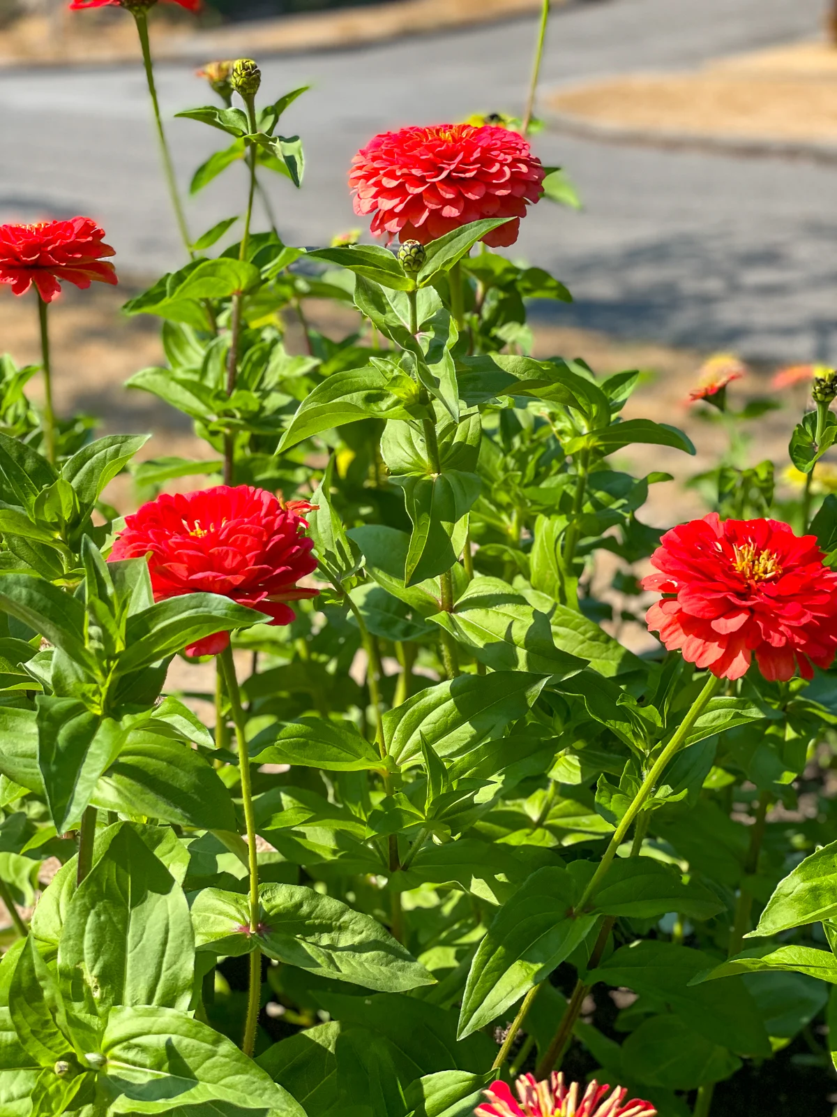 zinnias growing in raised bed in full sun