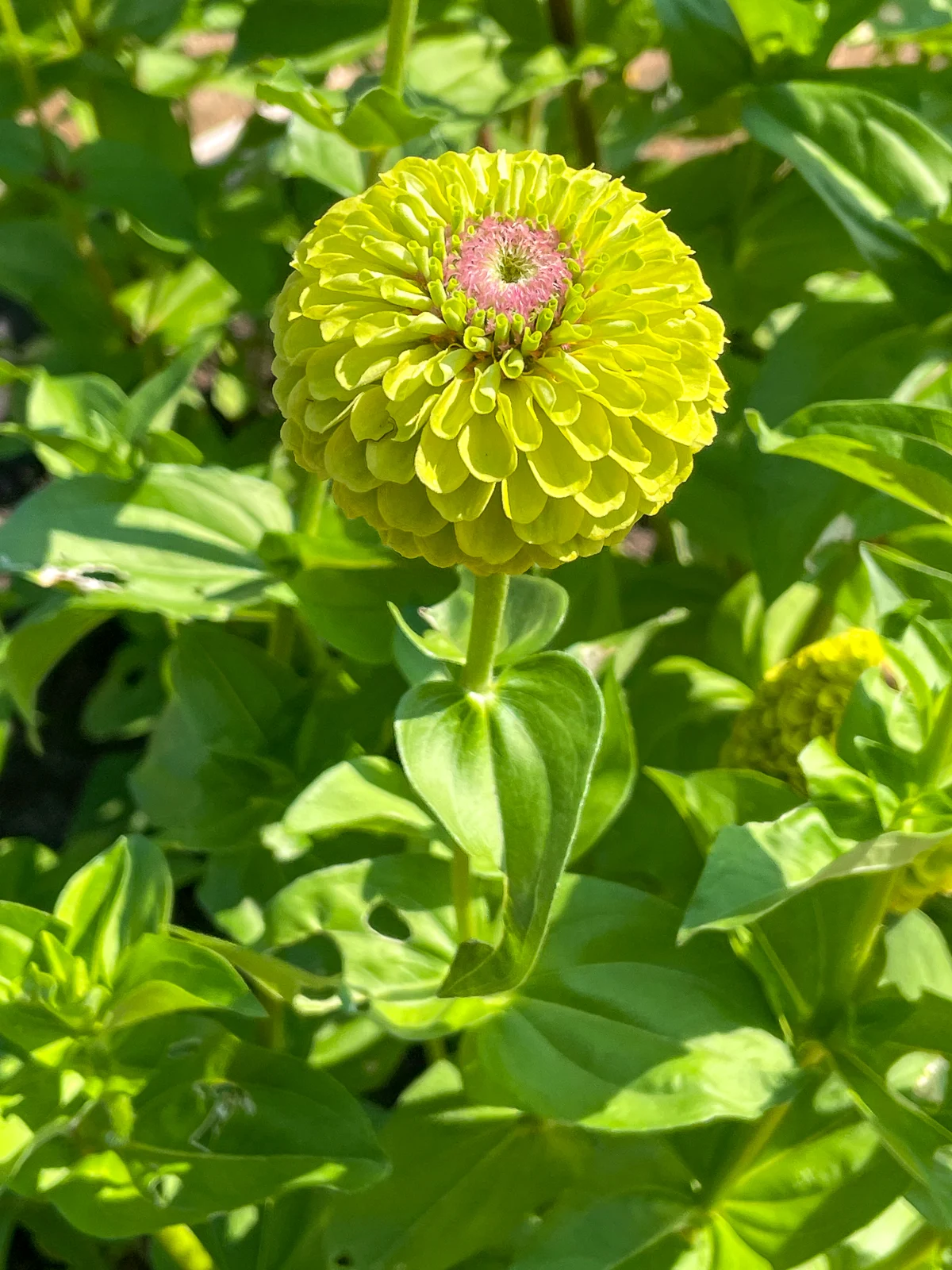 queen lime zinnia